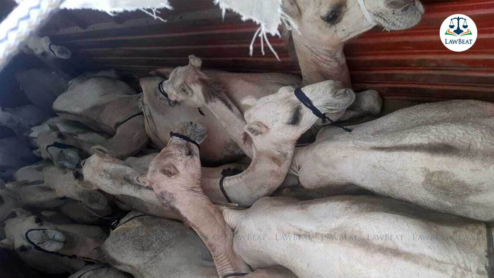 Camel trafficking for slaughter: Plea before Varanasi Court seeks shifting of seized 16 Camels to Rajasthan Camel trafficking for slaughter: Plea before Varanasi Court seeks shifting of seized 16 Camels to Rajasthan